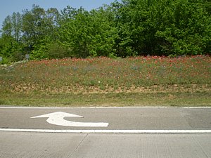 P5170119.JPG